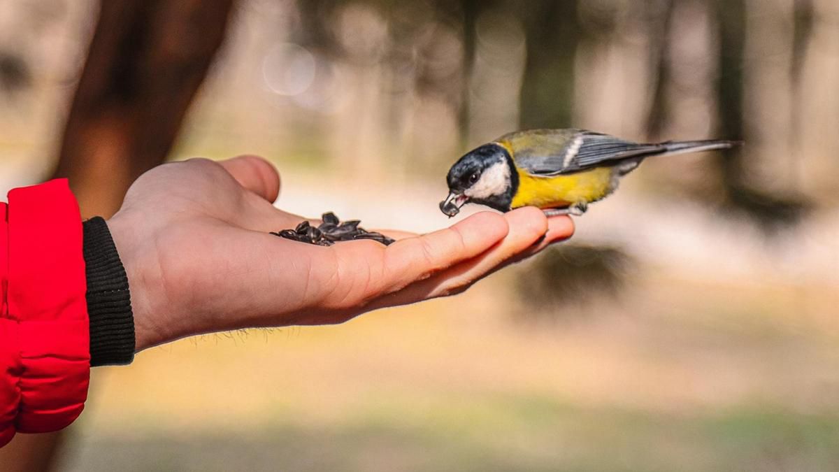 Құстар мен қаңғыбас жануарларды тамақтандыруға айыппұл салынбайды