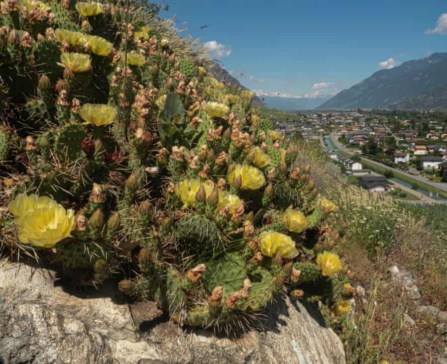Ғаламдық жылыну салдарынан Альпі бөктерінде кактус қаптап кеткен