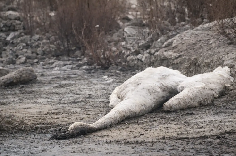 На Каспии нашли погибших лебедей