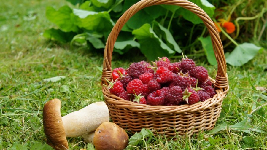 Казахстанцы будут платить налоги за сбор грибов и диких ягод