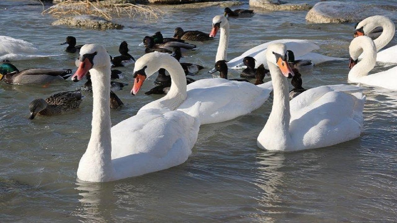 Трагедия на озере Караколь: погибли тысячи лебедей