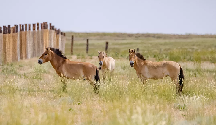 Спустя два века лошади Пржевальского вернулись в казахские степи