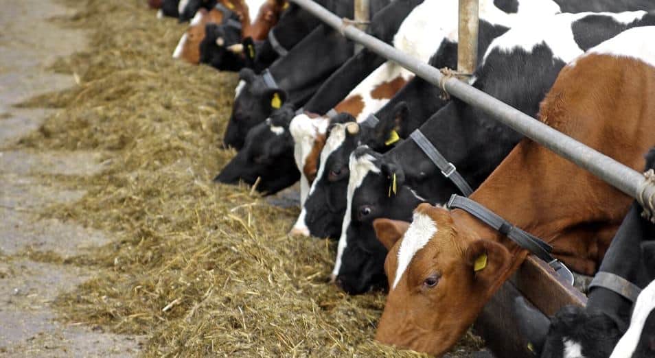 Түркістан облысында жоқ малға субсидия рәсімдеген